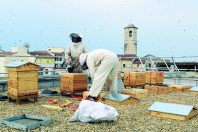 Des abeilles en ville