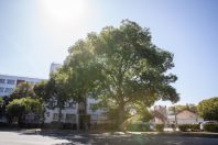 ARBRES SECTEUR NORD 18_NM_20-09-2019