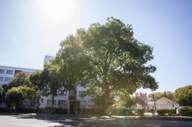 ARBRES SECTEUR NORD 18_NM_20-09-2019