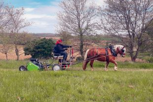 Entretien d'espaces verts par traction animale