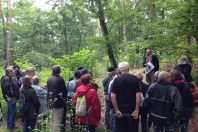 haguenau-foret