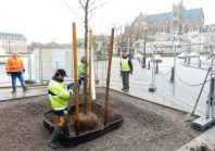 arbre metz