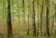 Foret