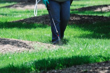 spraying pesticide in the lawn