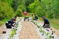 Agriculture urbaine