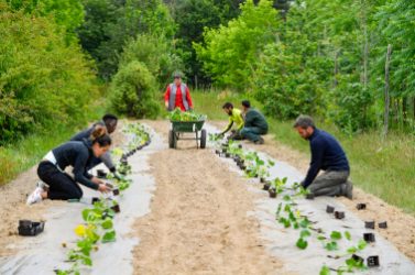 Agriculture urbaine