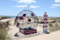 Poisson glouton sur une plage de l'Hérault © Département Hérault