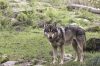 Loup-predateur