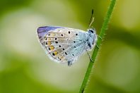 papillon-azure