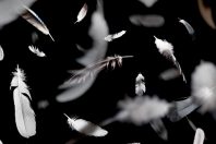 Des plumes se perdent...