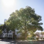 wp-content/uploads/2020/11/arbres-secteur-nord-18-nm-20-09-2019-150x150.jpg