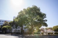 ARBRES SECTEUR NORD 18_NM_20-09-2019