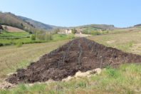 plantation de haies