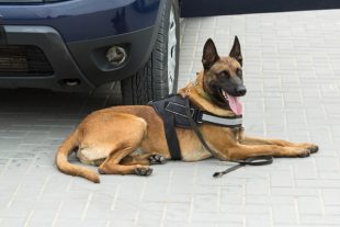 Les chiens renifleurs des sapeurs-pompiers traquent le Covid-19