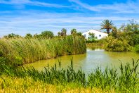 Campagne camarguaise en Provence, France