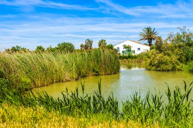 Campagne camarguaise en Provence, France