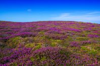 lande-Bretagne