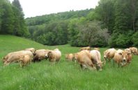 Le Montet (11)