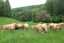 Le Montet (11)