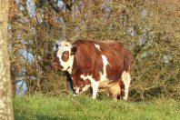 Vache-une