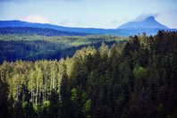 Forêt_résineux