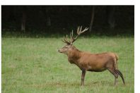 Un cerf de profil, dans une prairie.Cervus elaphus.