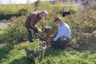dardilly-astuce-jardin