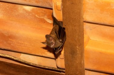 Eine unechte Vampirfledermaus an der Decke hängend mit einem be