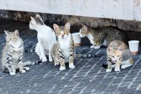 chats-errants