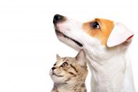 chat chien