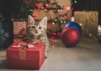 Quiz juridique de Noël 2025 : à vous de jouer !