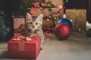 Quiz juridique de Noël 2025 : à vous de jouer !