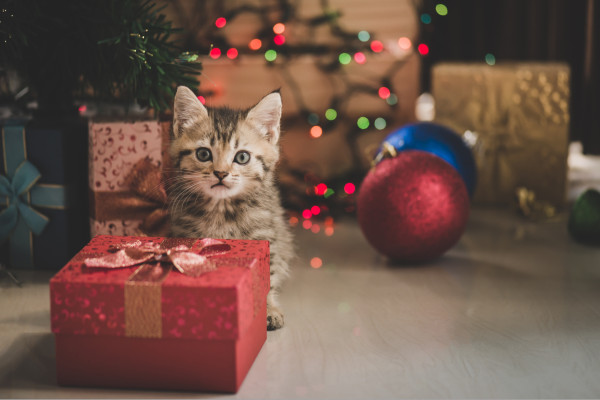 chat-noel-une