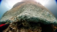 En venant se coller naturellement à la grille, les éléments présents dans l’eau
(sable, coquillages, etc.) forment le Géocorail.