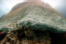 En venant se coller naturellement à la grille, les éléments présents dans l’eau
(sable, coquillages, etc.) forment le Géocorail.