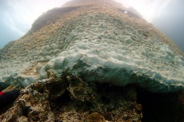 En venant se coller naturellement à la grille, les éléments présents dans l’eau
(sable, coquillages, etc.) forment le Géocorail.