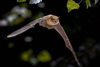 Une chauve-souris
