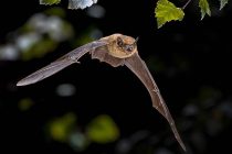 Une chauve-souris