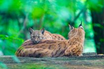 lynx2