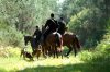 chasse à courre au chevreuil
