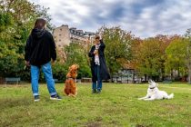 Depuis le début de la pandémie, la vente de chiots et de chatons a augmenté de plus de 30 %, ainsi que les adoptions.