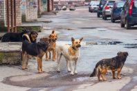 chiens errants divagation