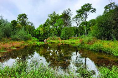 simple biodiversité roche sur yon alluchon_2020_3_myriam_bou[99]_1455528