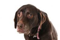 Un regard de chien malheureux