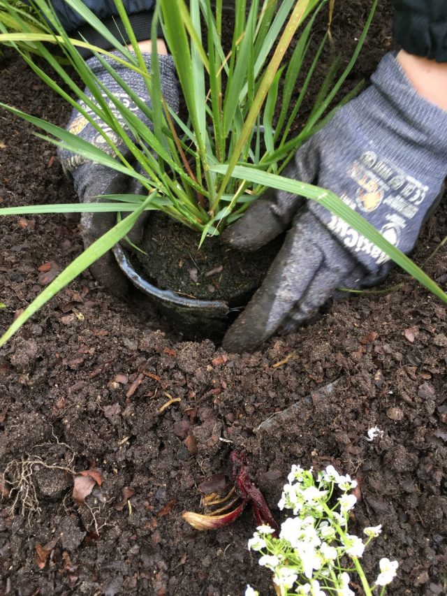 DunkerquePlantationHF