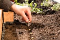 À la Réunion, des potagers à l’ école contre l’obésité et le diabète infantiles