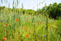 biodiversité-flore