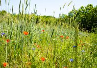 Espèces protégées : vers un droit à la dérogation ?