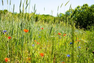Espèces protégées : vers un droit à la dérogation ?