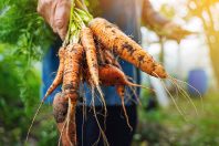 Des carottes produites en agriculture bio